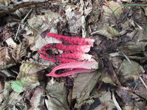 Clathrus archeri 